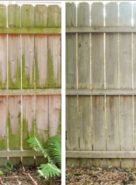 Before and after wood fence cleaning in Edina, MN showing green algae and mold removal